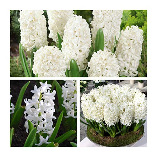 Hyacinth Carnegie x 5 Flower Bulbs Size 15/16. Pure White Stunning Spring Flowers. Easy to Grow.