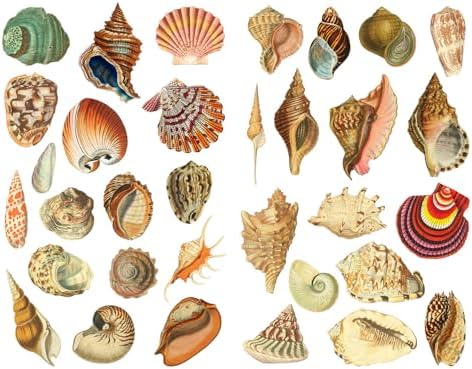 Seasonstorm Shell Shellfish Aesthetic Precut Cute Aesthetic Diary Travel Paper Journal Stickers Scrapbooking Stationery Sticker Flakes Art Supplies (PK913) image 2