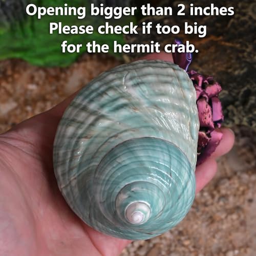 Image of 2pcs Large Hermit Crab Shells, XXL Size Opening 1.9-2.2 inch Big Hermit Crab Shells, Natural Sea Conch, Turbo Seashells Beach Decoration(2pcs XXL) | XXL Size Opening 1.9-2.2 inch, Natural Conch, Turbo Seashells Beach Decoration(2pcs XXL)