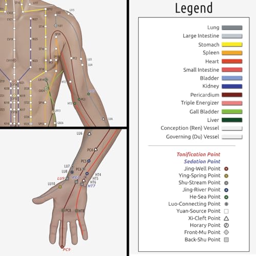 Image of Miridia Acupuncture Chart - Huge Laminated Anatomical TCM Meridian & Points Poster - Clinic /Study Use - Accurate Acupuncture Point Chart - Clear Labels - Comprehensive Meridian System - 36x24, Male
