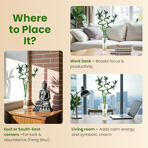 Image of Amulya Farms Lucky Bamboo Plants for Home Decoration | Bamboo Plant 70cms Set of 3 Sticks | Live Indoor Plants For Home | Indoor Feng Shui & Vastu Plants for Prosperity