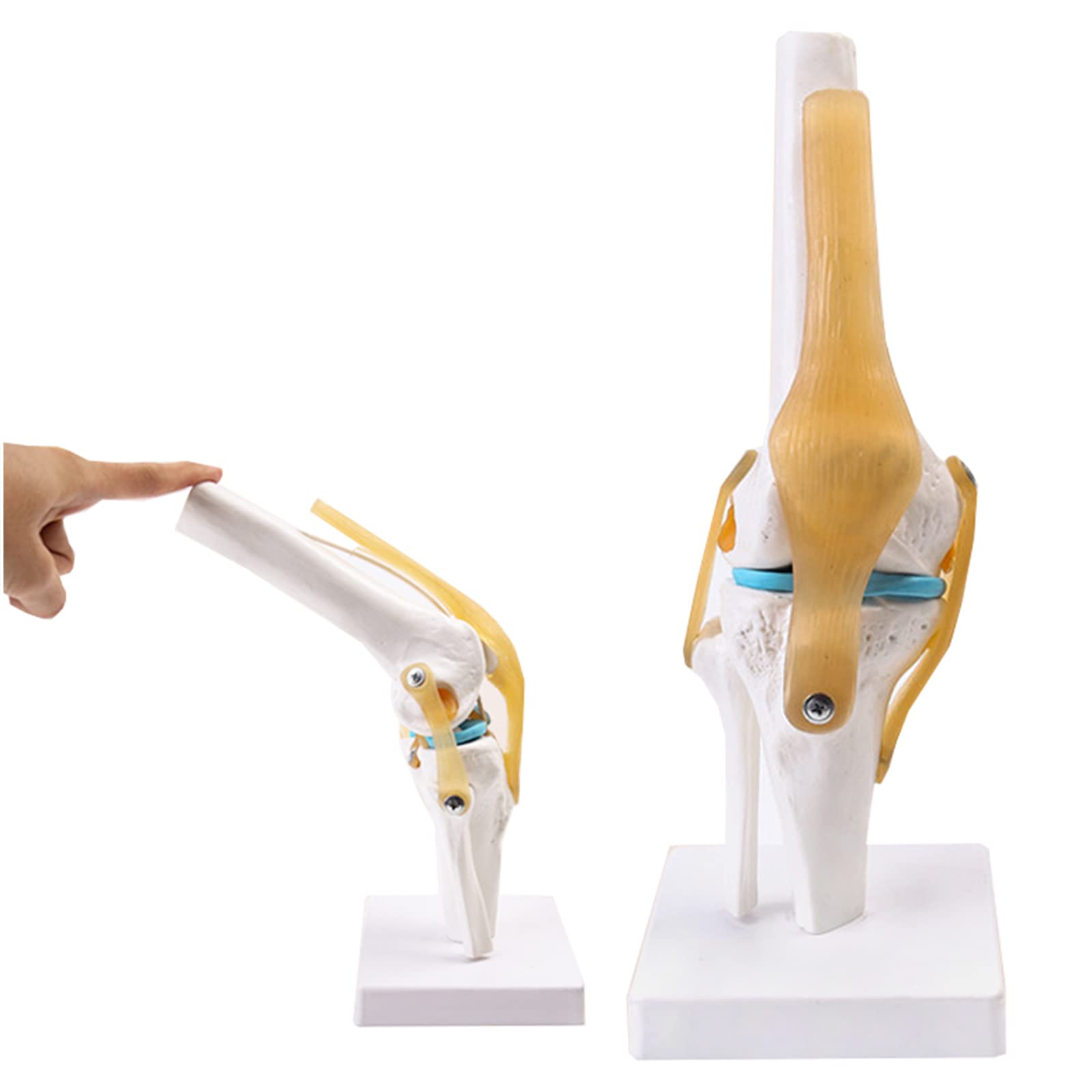 GTHTUHFD Life Size Human Knee Joint With Band Simulation Model, Functional Model, For Skeleton Anatomy Learning Tool .99