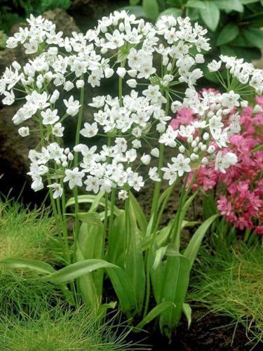 Plantogallery Allium Flower Bulbs (White Giant 1pc) (B0CLFLC7YV) Amazon Price History, Amazon Price Tracker