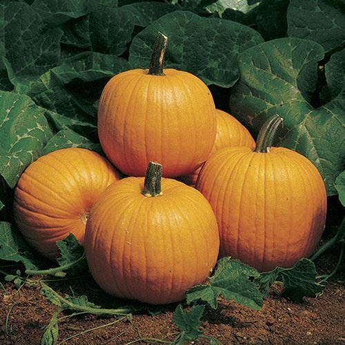 Park Seed Howden Pumpkin Seeds #TOP1