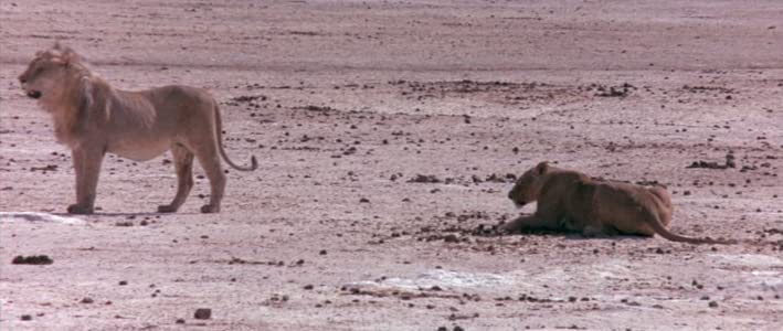 Die lustige Welt der Tiere