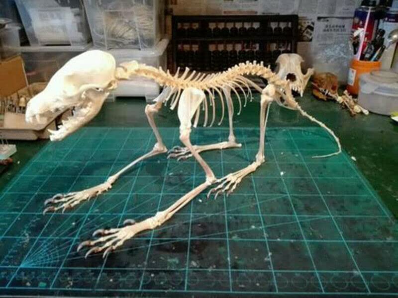 Amazon.co.jp: 1羽のハゲワシの赤狐、銀狐、赤狐頭骨の完全な動物骨格