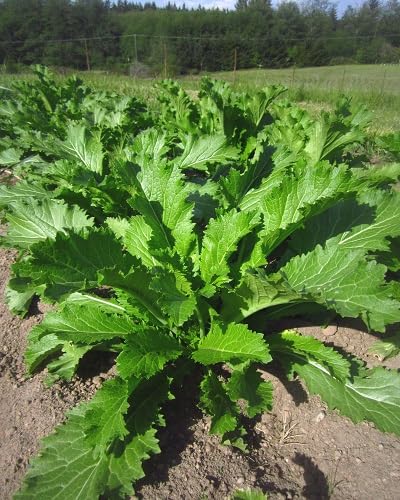 100pcs Green Mustard Plant Seeds