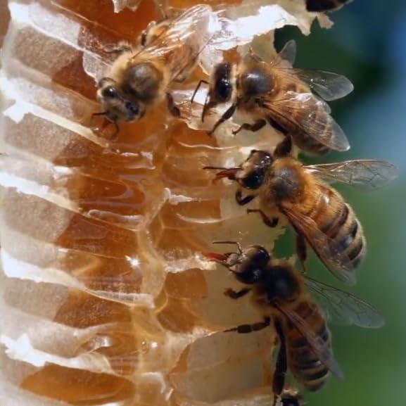 Image of Morning Root by Nirwana - Wild Bee Tualang Honey, Malaysian Rainforest Multifloral Honey, 325 g Glass Jar