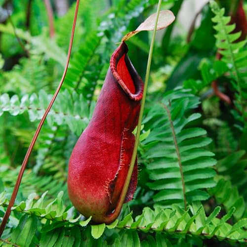 Semillas de plantas de jarra Nepenthes - Semillas de plantas carnívoras, plantas decorativas, de jardin plantas verdes, macetas plantas de interior Plantas de interior, 100pcs