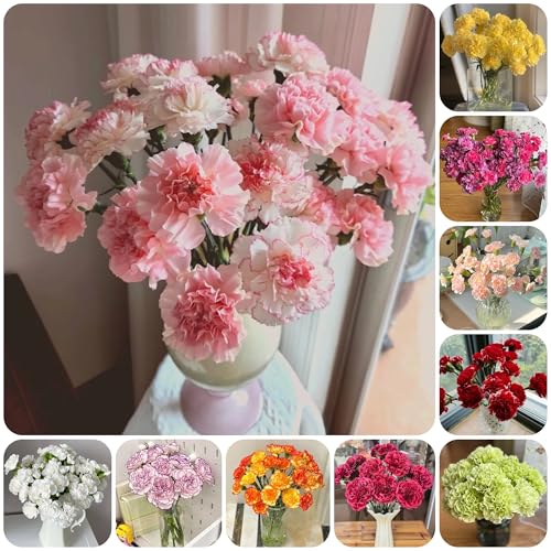 semillas de clavel perenne, clavel dulce Decoración de jardín para exteriores, alfombra, clavel, sombra de jardín de rocas 250pcs