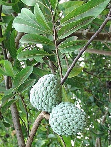 Floral Farm Rare Sugar-Apple Sitafal fruit Plant (Annona squamosa) 1 Healthy Seedling Plant
