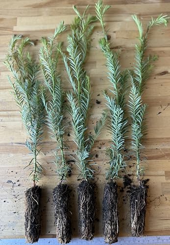 5 Coast Redwood Tree Seedlings- Native Fast Growing Animal Habitat (5 Conifer Trees Approx. 1.5 feet in Height)