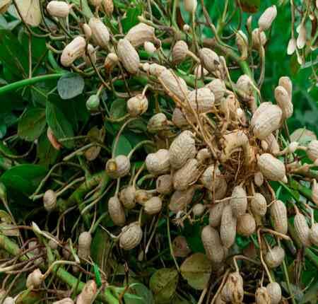 New Fresh 40pcs Green Groundnut Plant Seeds