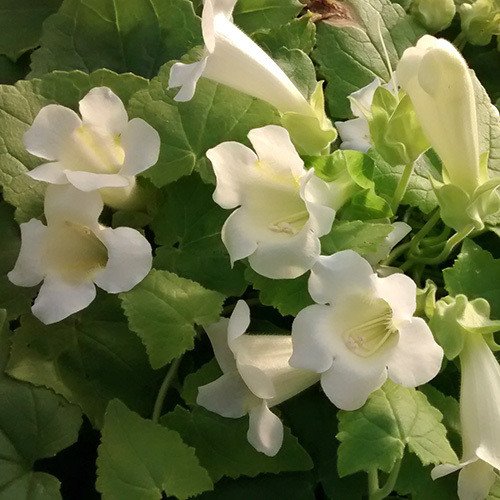 Plant World Seeds - Maurandya 'Bridal Bouquet' (erubescens) Seeds (Climber Seeds)