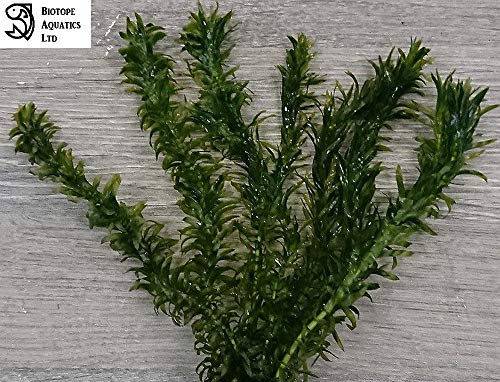 Get Strand aquarium dekorationen For Android