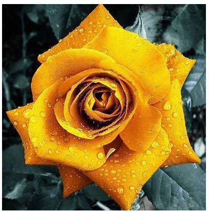 5: 50 semi/confezione semi di Fiori Semi di rosa in Bundle La fragranza del seme di Fiori