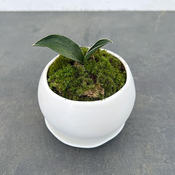 Amazon.co.jp: [ギフトに]オモト（万年青）：お多福[おたふく]・鉢植え