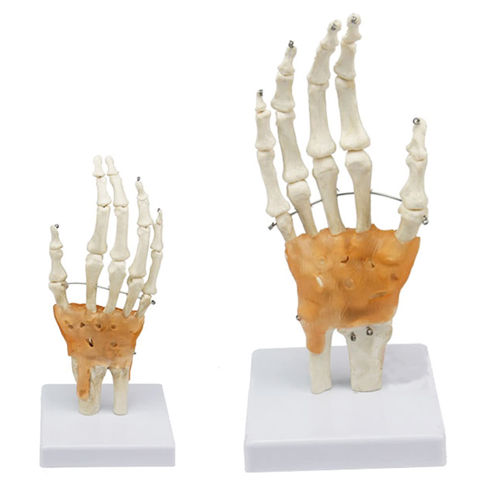 Modello anatomico a grandezza naturale con legamenti – modello di legamento dell'articolazione della mano umana – per insegnamento medico, forniture di laboratorio (B)