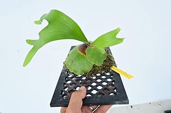 Amazon.co.jp: P.alcicorne var.Africa @bikamori.com ビカクシダ