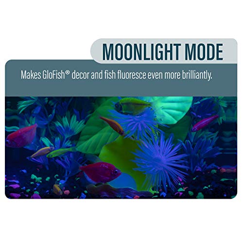 Glofish AQ-78336 Betta Shadowbox Aquarium Kit thumb #4