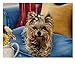Produktbild chellonm (Kein Rahmen) Yorkshire-Terrier Auf Dem Sofa    Bild Malen Nach Zahlen DIY-Färbung Nach Zahlen Auf Leinwand Bunte Katzen Wohnkultur