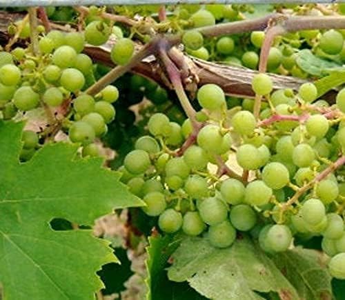 Generic White Niagara Grape-Sweet Grapes-20 Seeds Organic from Pennsylvania, Whitish