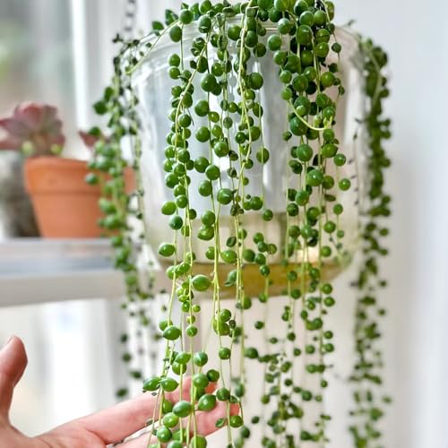 semillas de plantas de guisantes - jardín interior plantas de interior semillas de hierbas plantas de jardín resistentes - Serie de plantas raras - plantas de jardín balcón invernadero 200pcs
