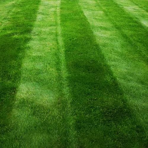 Dark Green Lawn Seed - Grass Seeds for a Green Lawn All Year Round - Hard Wearing & Fast Growing Mix - Garden Lawncare Guy (5kg)