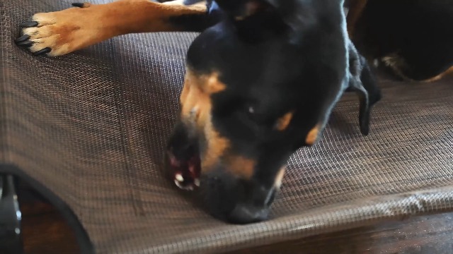 Veehoo Raised Dog Beds for Large Dogs, Washable Dog Cot with Headrest Sides, Outdoor Elevated Dog Bed with Non-Skid Feet, Breathable Mesh, Cooling Pet Hammock for Indoor or Camping, 42", Black - image 7