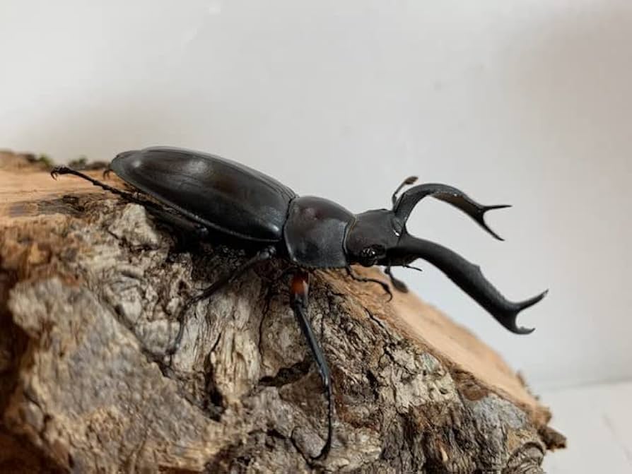 Amazon | 【DDA】ディディエール・シカクワガタ 成虫 ペア