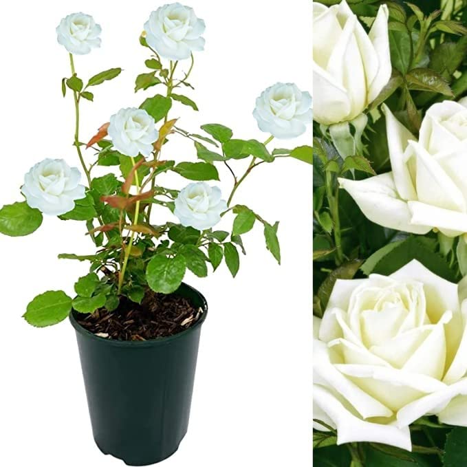 Rose Bush Polar Star - Floribunda White Rose Bush for The Garden in a 3 Litre Pot (3 Plants)