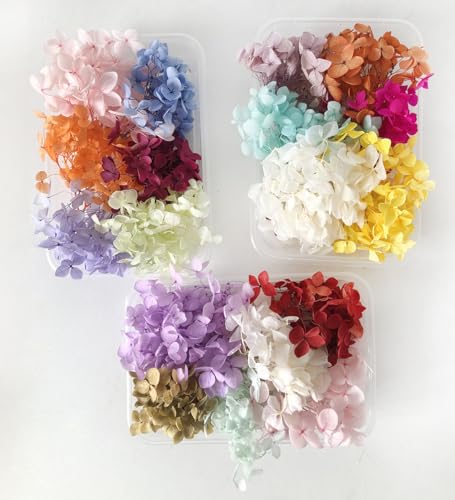 DongArts Konservierte getrocknete Hortensien Blumen Set, 6 zufällige Farben pro Box, 100% natürliche Hortensien Blumen für DIY Kerze Harz Geschenk Filler Handwerk (3 Box)