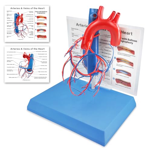 Image of NEW HORIZON Human Heart Model Vascular Heart, Naturally Size, with base Increased sized coronary anatomy depicting the cardiac veins