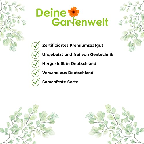 Foto von Bohnenkraut Samen - Satureja hortensis - Bohnenkrautsamen - Kräutersamen - Saatgut für 200 Pflanzen