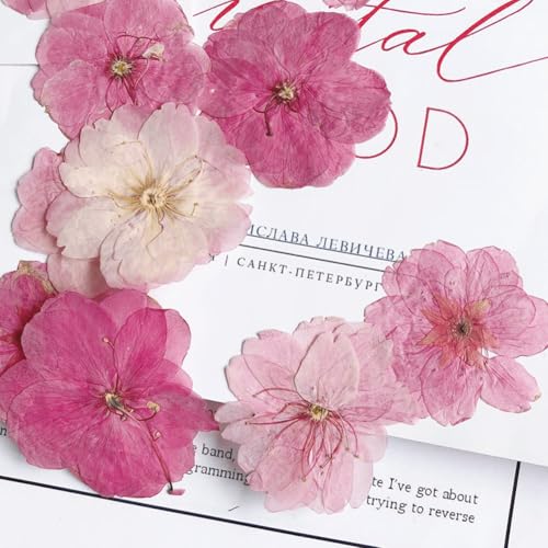 12 flores prensadas secas para manualidades miniatura 3