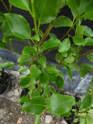 10 Griselinia Littoralis Hedging 2-3ft Evergreen Plants Bare Root Multi Stem A+