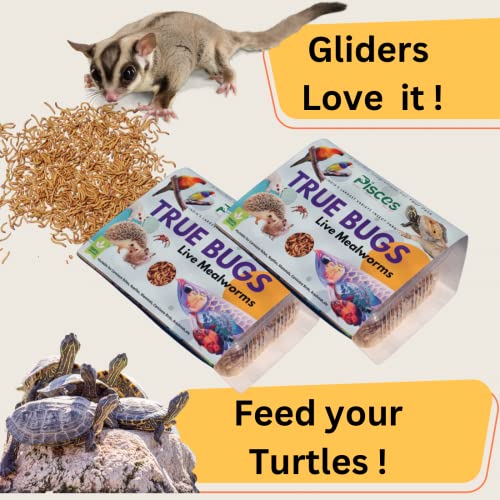 Image of PISCES True Bugs Live Larvae Mealworms - 300 Pcs | High Protein Treat Food With Natural Supplement For All Life Stages Aquarium Fish Like Arowana, Monkey And Other Pet