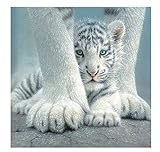 3: Das Plakat wird ein großes Geschenk für alle Altersgruppen.