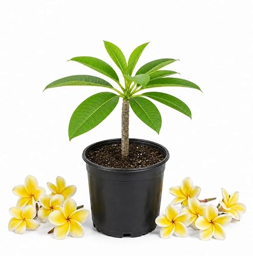 Small Yellow Plumeria Live Plant