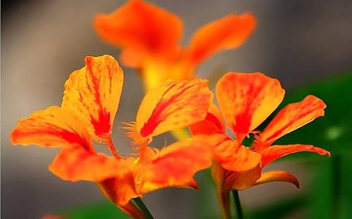 Miniatura 3 de 20 piezas de semillas de flores de capuchina mixtas hermosa flor bonsái decoración