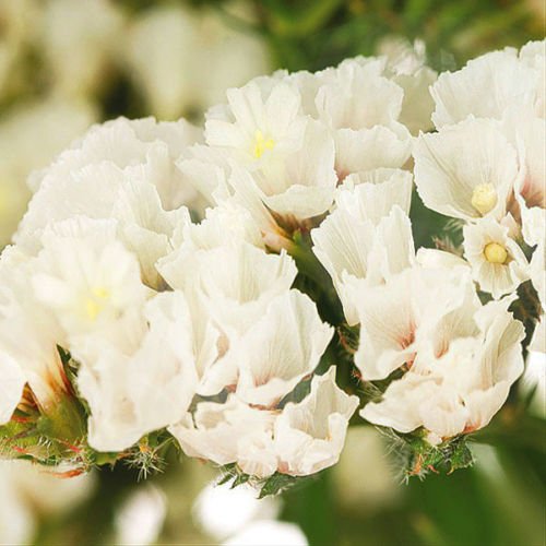 Statice Bianco - Fiore secco Della Lavanda di mare - Limonium Sinuatum - 100 semi; solo semillas