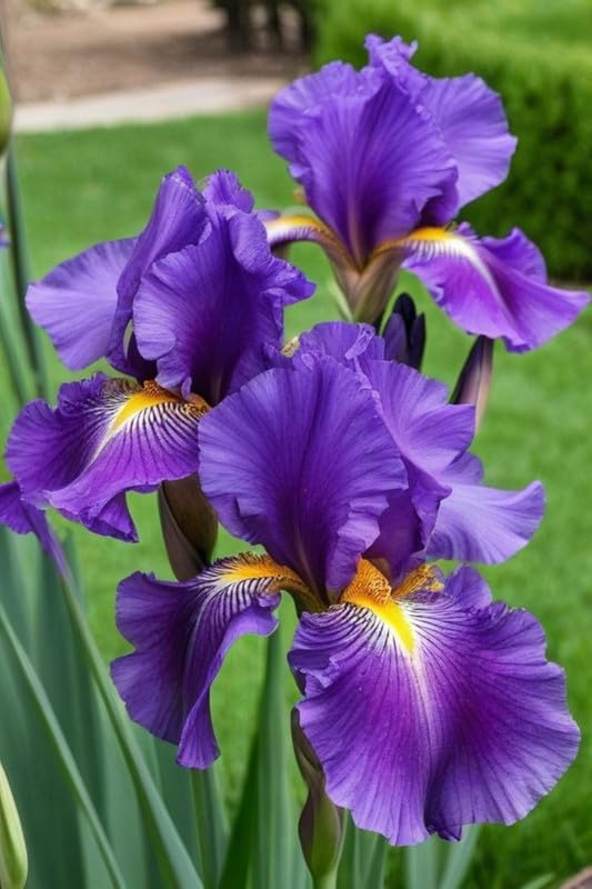 Iris Holland Imported Flower Bulbs for Home and Gardening (Pack of 2 Bulbs)-image-19
