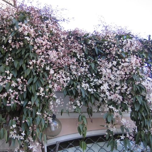 Clematis armandii 'Apple Blossom' (Sempreverde e Resistente) - Pianta rampicante perenne - rosa - Vaso da 2 litri | Clematide-Clematidi Piante rampicanti online