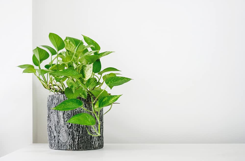 Bloomique - Juego de 2 - Scindapsus Aureum - Hiedra - Planta colgante - Plantas de interior - Plantas trepadoras para interiores - Fácil de limpiar - Purificación del aire - Altura 20-30 cm - Maceta