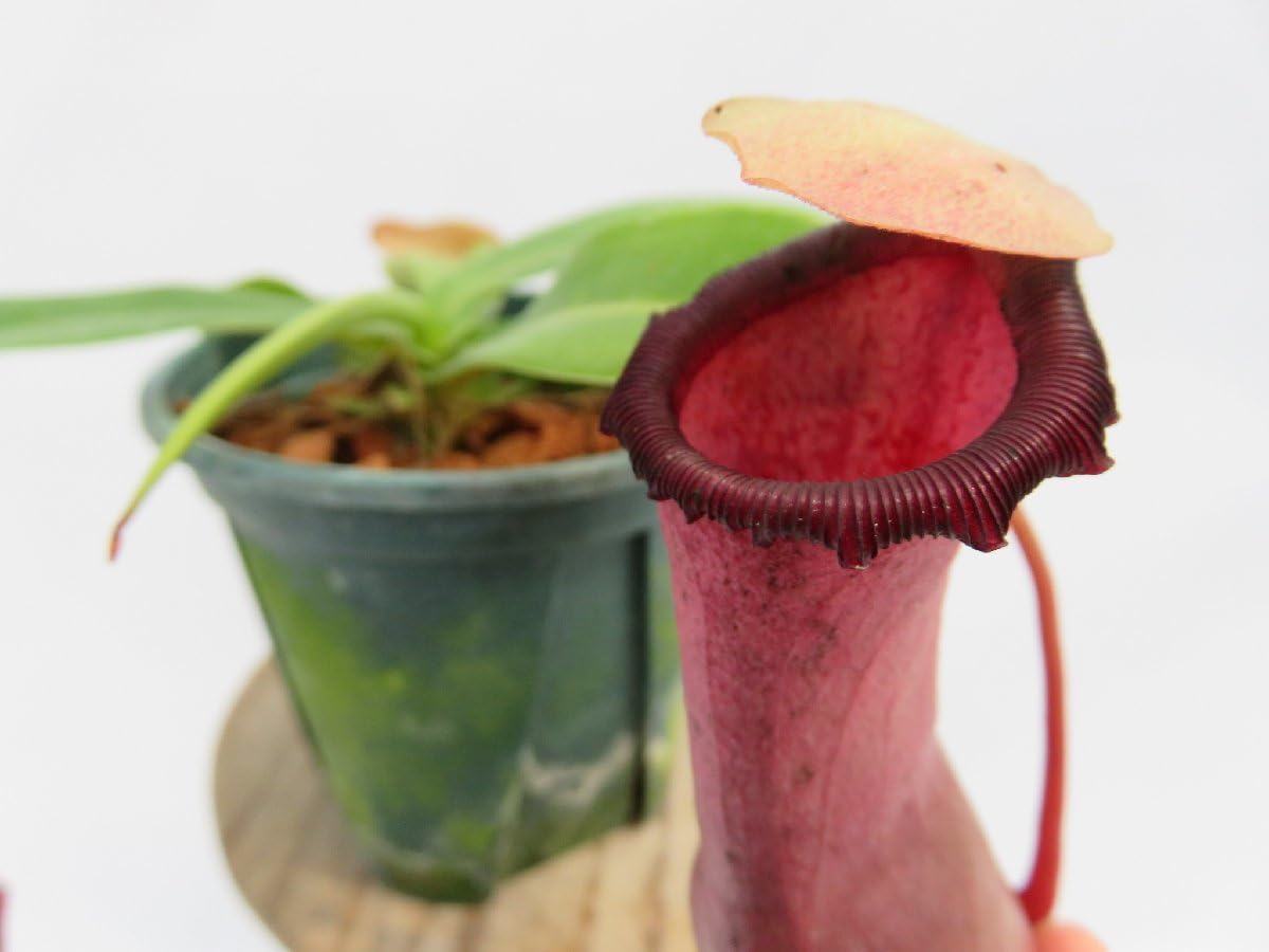 Amazon.co.jp: N.ventricosa Quezon,Luzon 3号現品限り