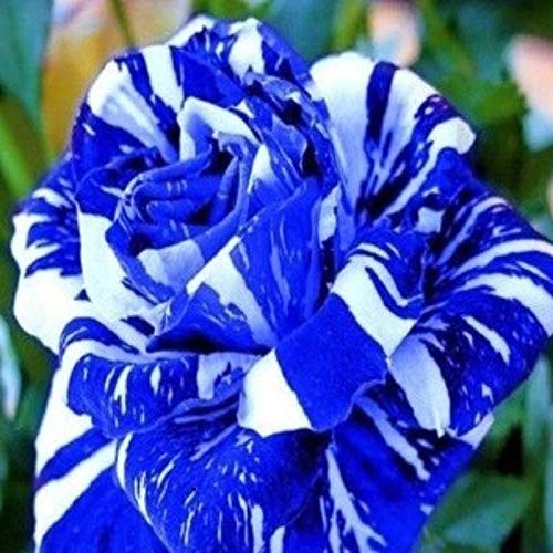 Blue Dragon Rose 20+ Seeds Rare Beautiful Stripe Rose Bush Plant Seeds, Grow In All Seasons in All India Easily (B07MCC2VC8) Amazon Price History, Amazon Price Tracker