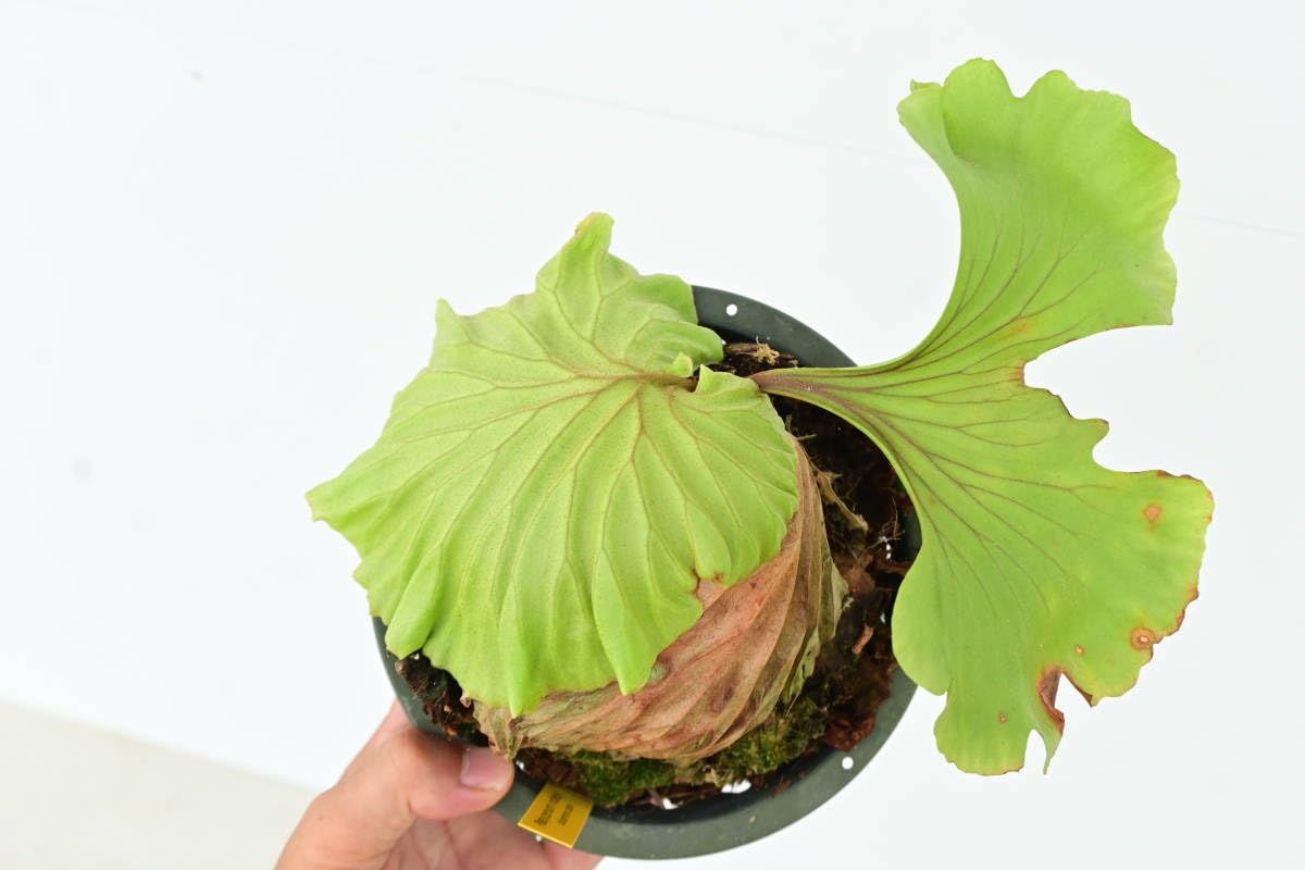 ビカクシダ　リドレイ（広葉）P. ridleyi wide frond ビカクシダ リドレイ P.Ridleyi wide frond【1025】 | PROTOLEAF