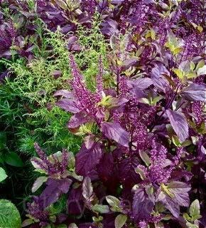 Gorgeous Glory Garden Live Krishna Tulsi Plant | Shyama Tulsi Plant | Indian Holy Basil Plant with Pot Outdoor Garden Pooja Plant (B0D5YXLPGQ) Amazon Price History, Amazon Price Tracker