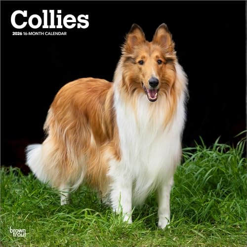 Collies | 2026 12 x 24 Inch (Hanging) Monthly Square Wall Calendar | Plastic-Free | BrownTrout | Animals Dog Breeds