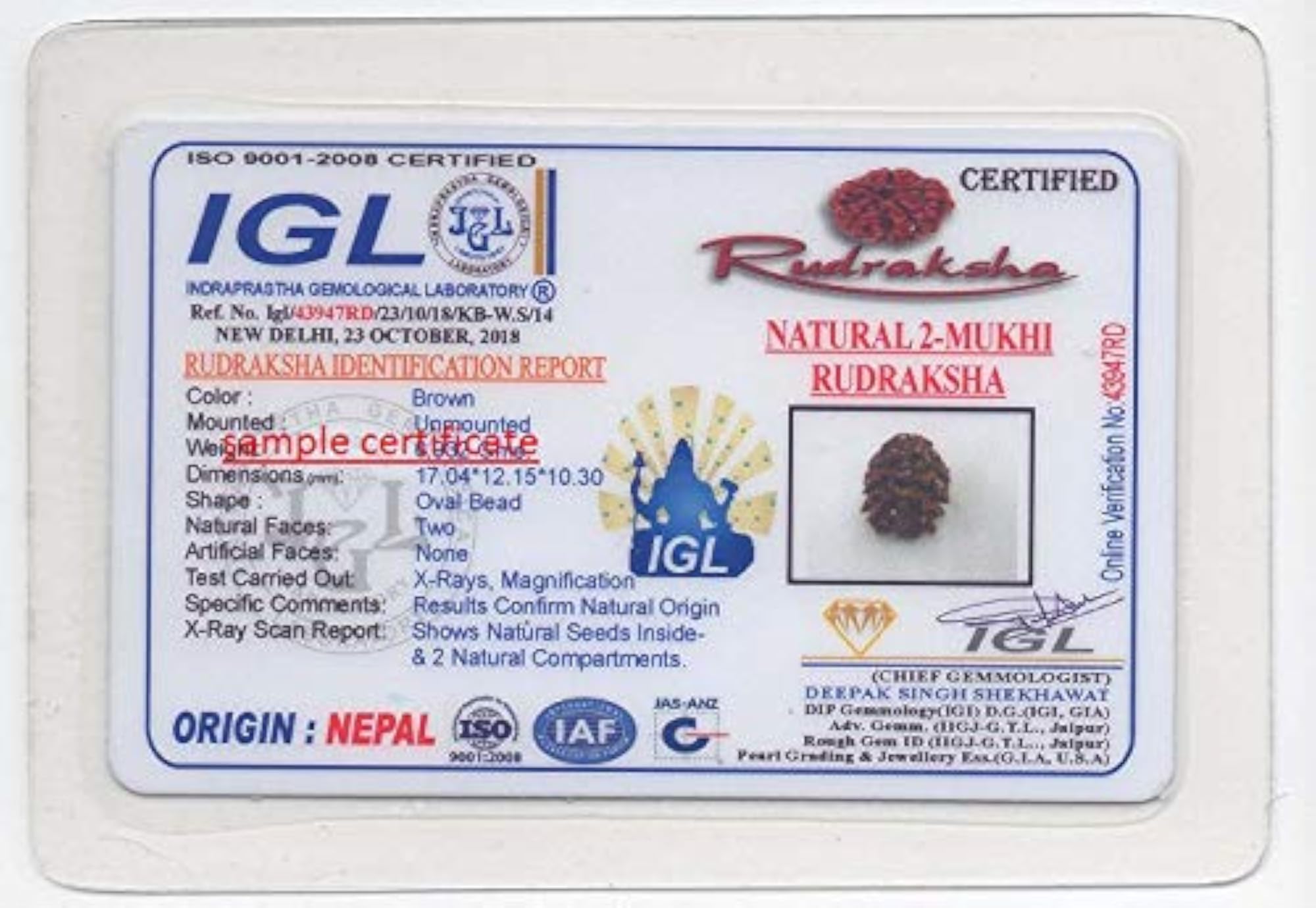 2 Mukhi Original & Best Quality Nepal Rudraksha by Lab Certified